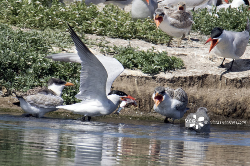 大凤头燕鸥亲鸟给水中幼鸟喂鱼图片素材