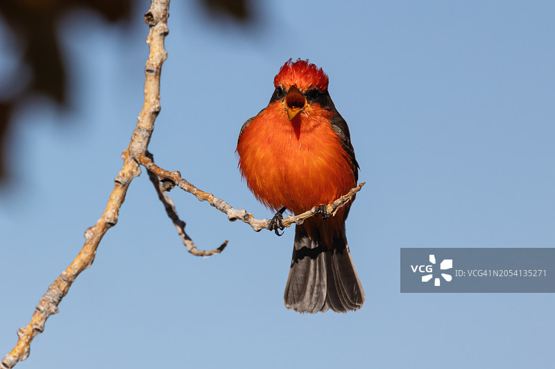 朱红色呼唤图片素材