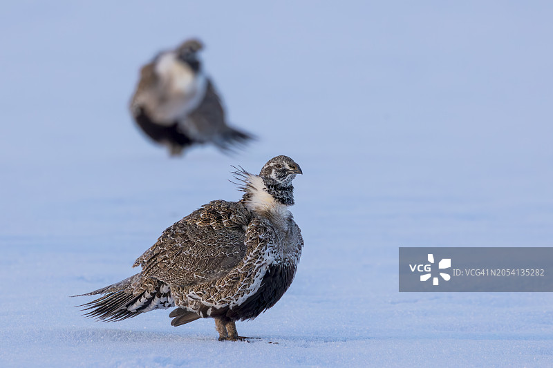 艾草松鸡肖像图片素材