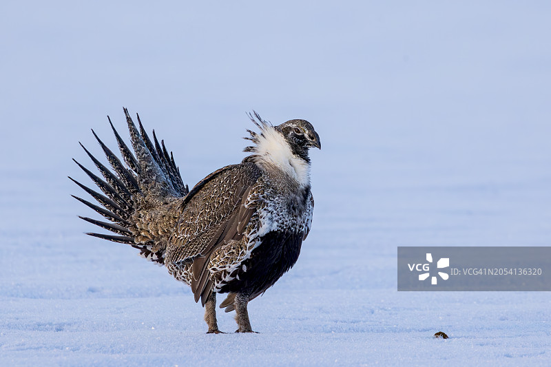 大艾草松鸡斯图特肖像图片素材