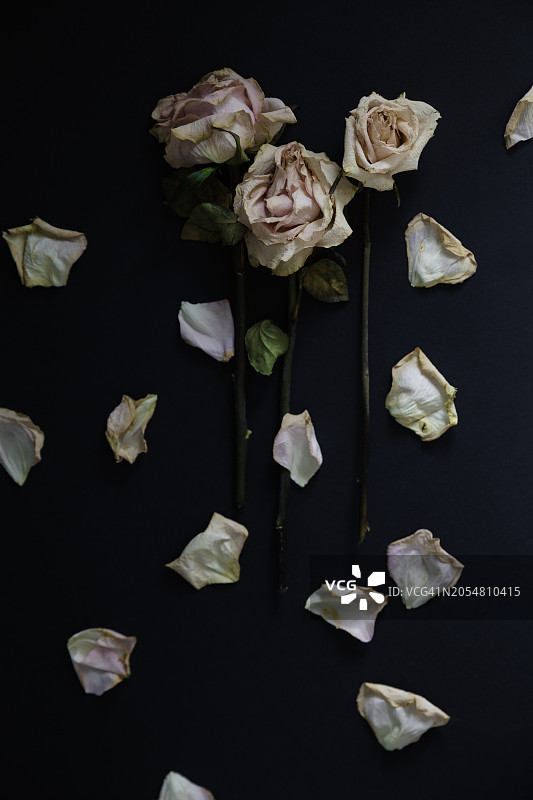 黑色背景上散落着花瓣的三朵旧干玫瑰，留有文字空间图片素材