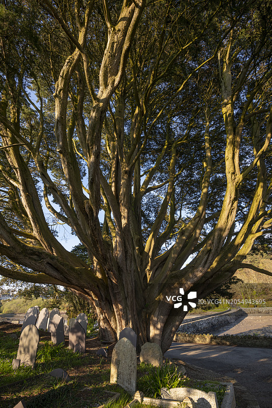 教堂岛墓地的蒙特雷柏树图片素材