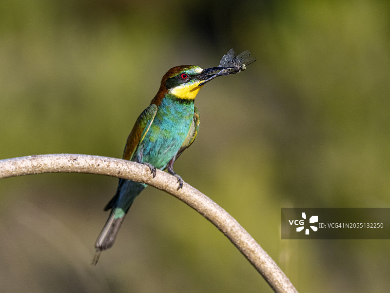欧洲蜂虎嘴里叼着捕获的蜻蜓栖息在树枝上图片素材