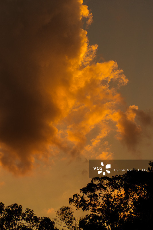 甘蔗种植园的日落图片素材