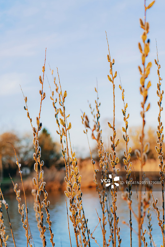 枝条上的猫柳：春季背景图片素材
