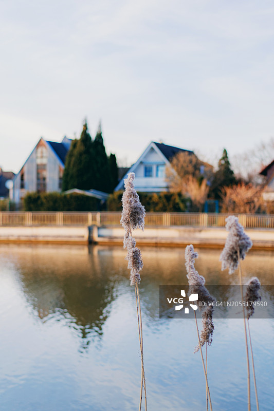 河边干燥芦苇的选择性柔焦图片素材