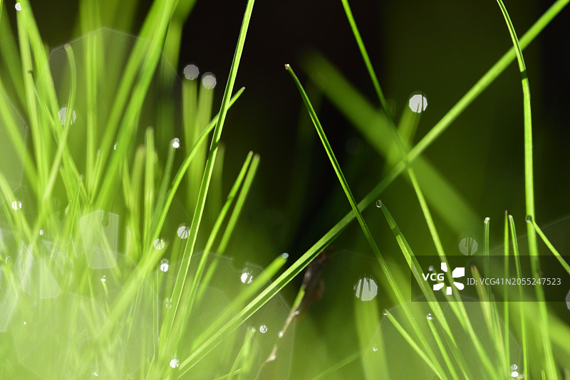 草叶上的水滴图片素材