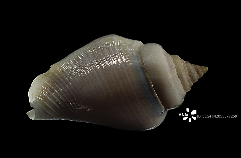 驼背峨螺图片素材