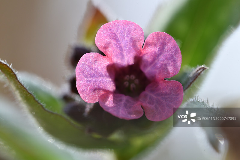 鲜花盛开图片素材