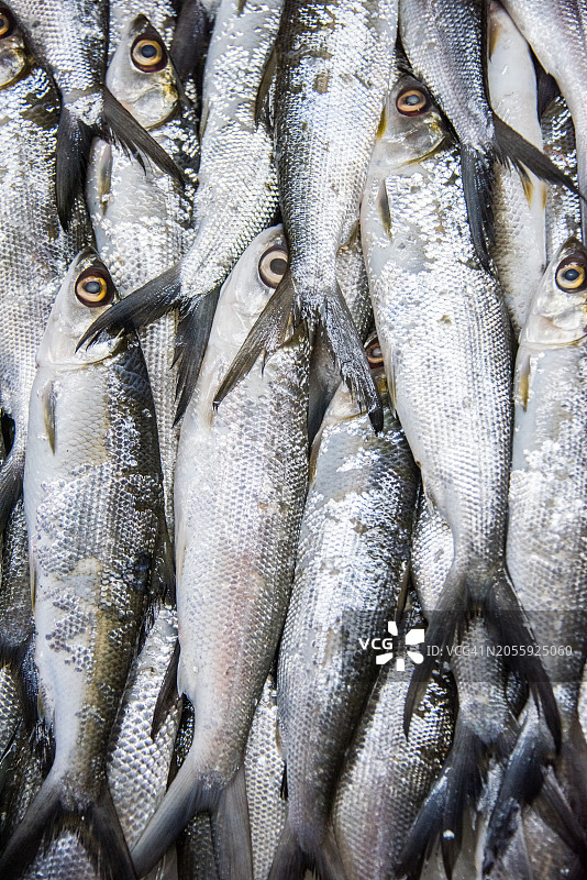 鱼市上展示的虱目鱼图片素材