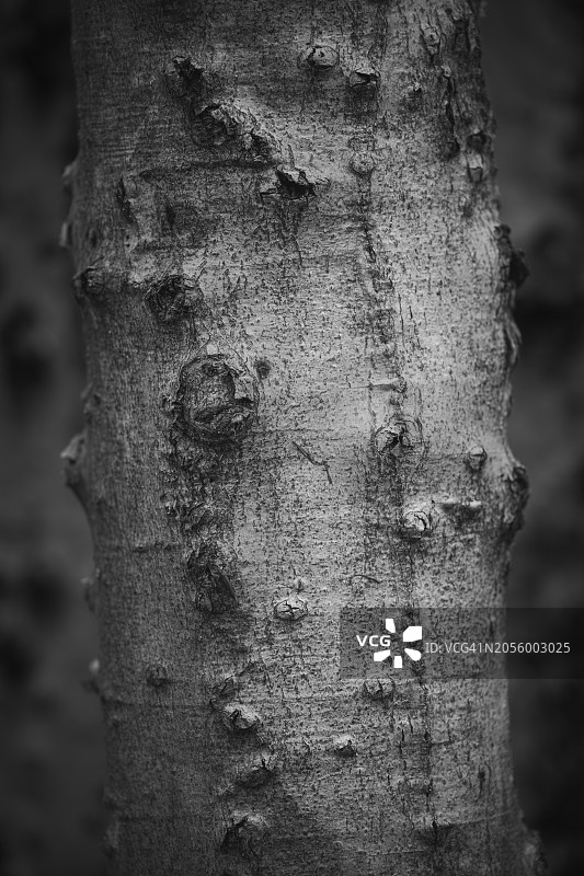 佛蒙特州普特尼顶峰小径图片素材