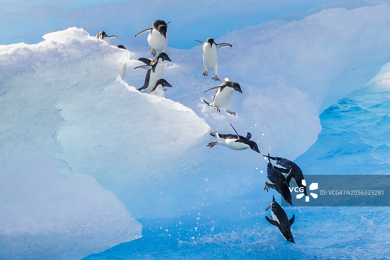 阿德利企鹅从冰山跃入海中图片素材