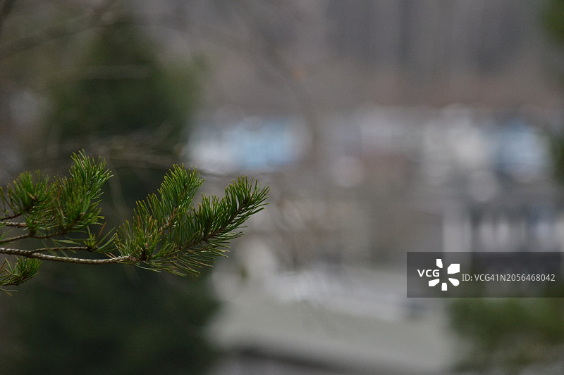 充满活力的绿色松针特写，柔焦的郊区背景，阴天图片素材