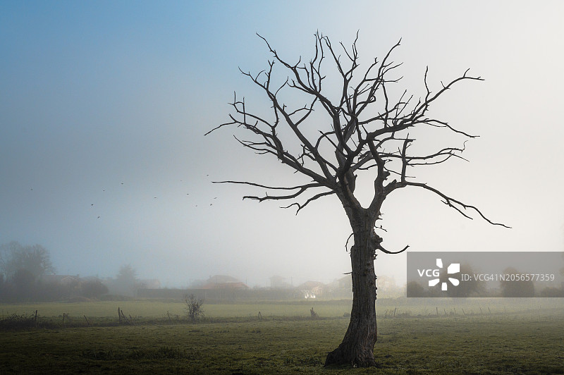 雾中风景的枯树图片素材