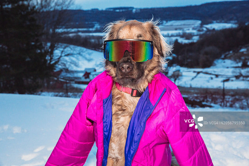 戴滑雪夹克和冬季环绕式太阳镜的狗（80、90年代风）图片素材
