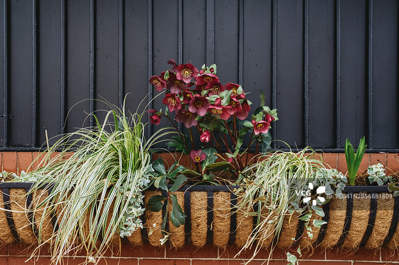 斋戒玫瑰装饰花盆图片素材