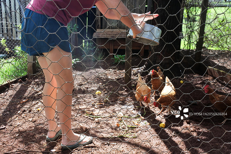 在鸡舍里喂罗德岛红鸡的人图片素材