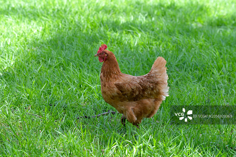 散养罗德岛红鸡图片素材