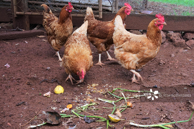 鸡舍内觅食的罗德岛红鸡群图片素材