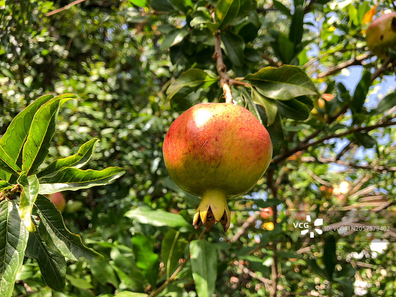 花园里的石榴图片素材