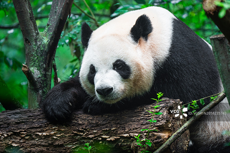 可爱的熊猫近距离食用竹子图片素材
