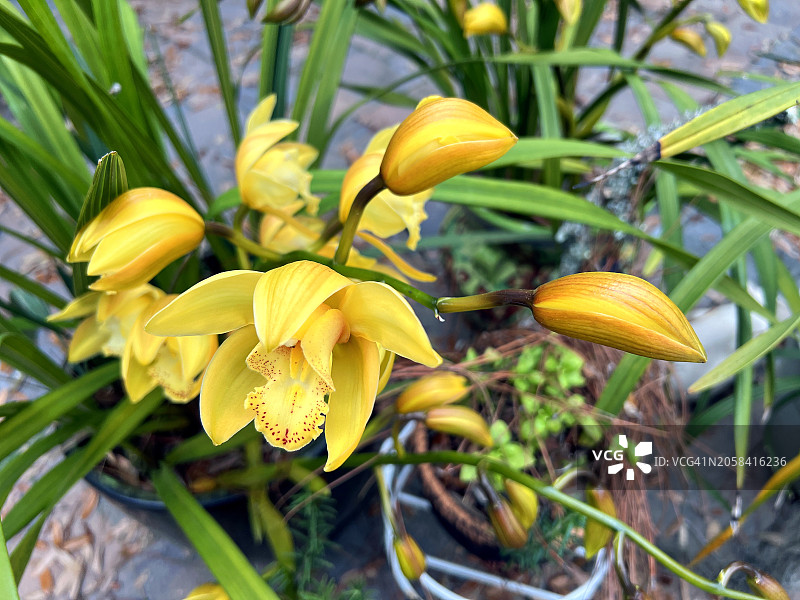 盛开的蕙兰图片素材