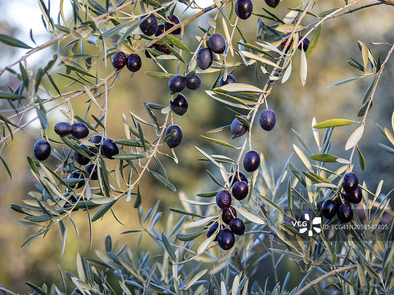 乡间待收的黑橄榄树图片素材