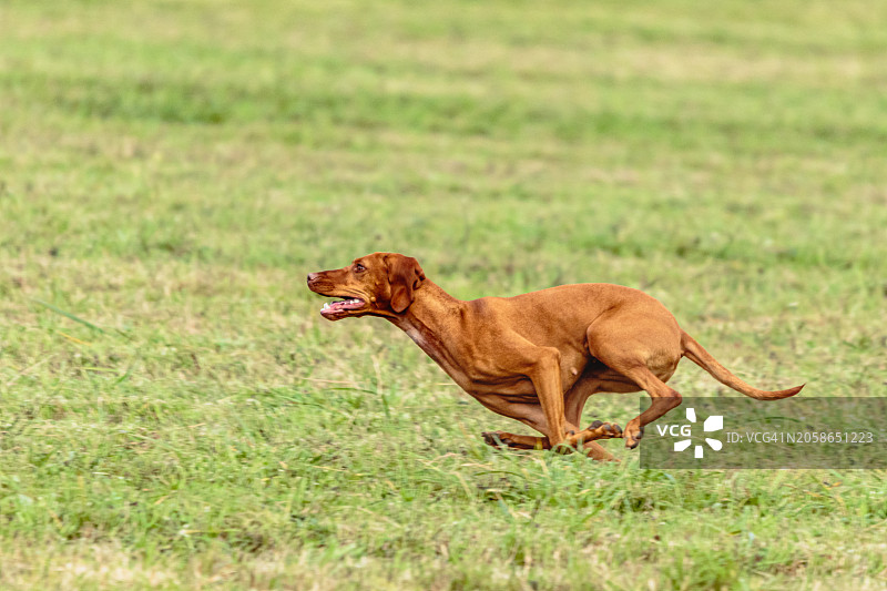 在田野上奔跑和追逐诱饵的维兹拉犬，爱沙尼亚图片素材