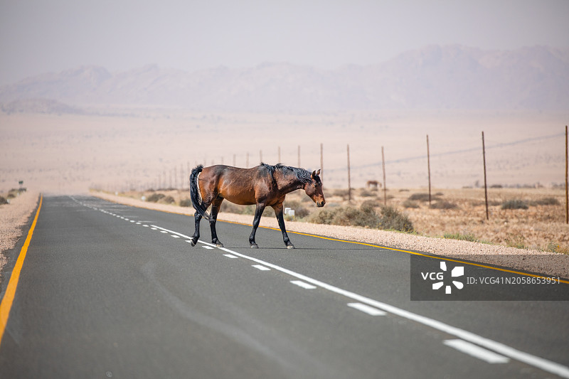 山脉背景下，沙漠道路上行走的马的侧面图片素材
