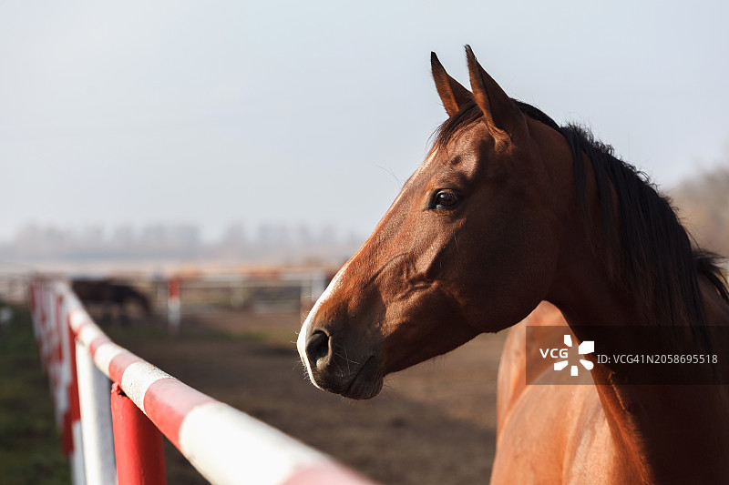 俄罗斯，站在天空背景下的纯种马肖像图片素材