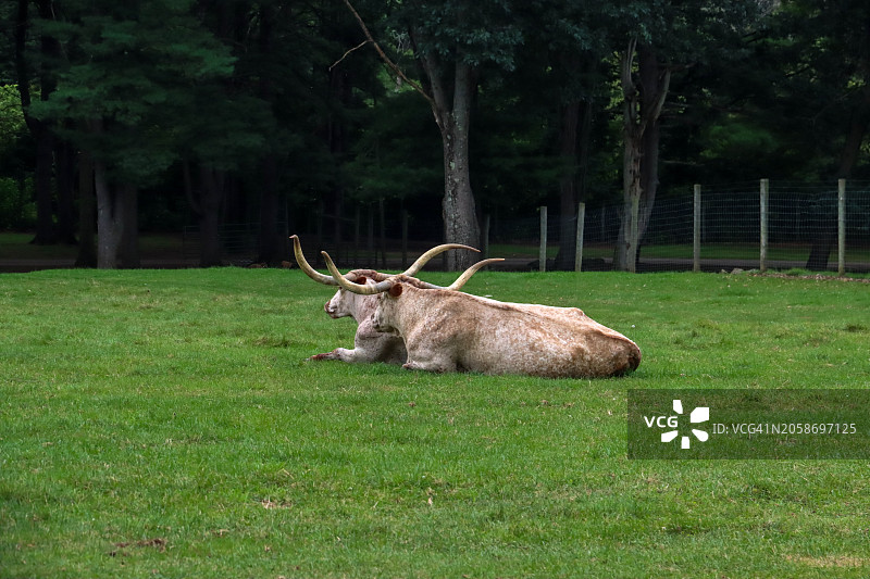 两只鹿躺在森林的地面上图片素材