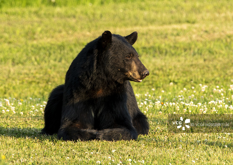 黑熊坐在田野上，美国密歇根州图片素材