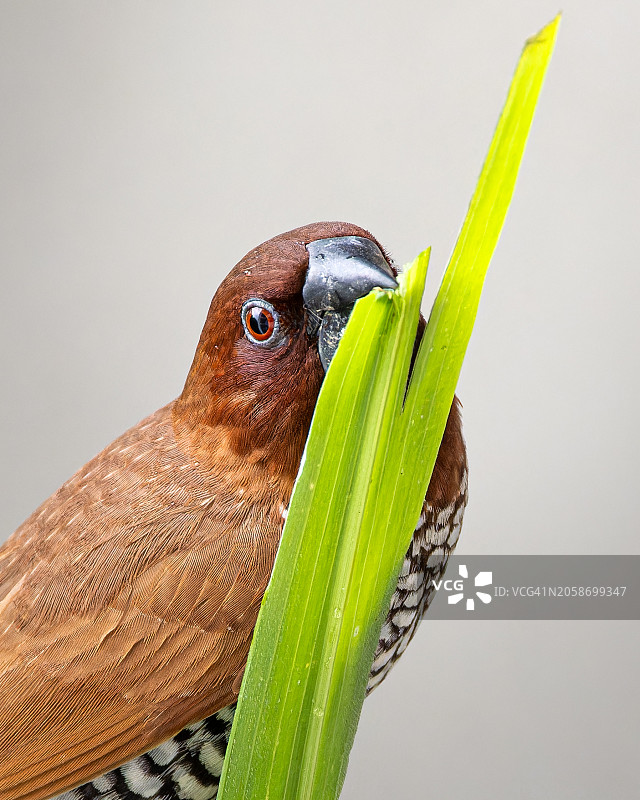 灰色背景下的鸟类与植物特写图片素材