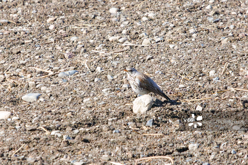 稀有迷鸟：白眉歌鸫（Turdus pilaris，龙脑香科）。摄于2024年2月24日，日本群马县利根川河床。图片素材