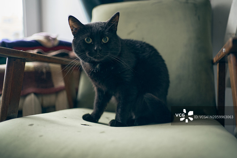 黑猫坐在复古绿色扶手椅上图片素材