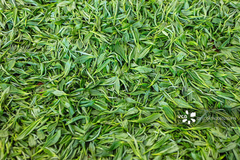 绿茶叶图片素材