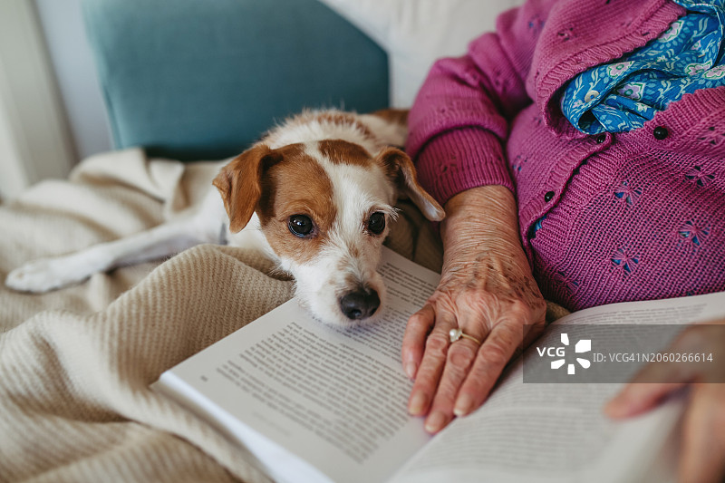 老年妇女在扶手椅上看书，狗躺在她身边。狗是老年人的伴侣图片素材