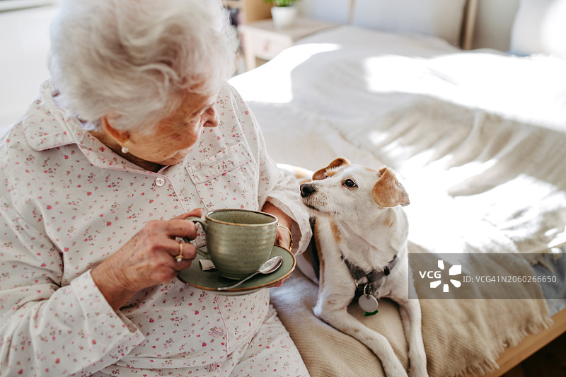 穿着睡衣坐在床上与她的狗一起喝早茶的年长的女人。可爱的狗躺在年长的女人床边。狗是老年人的伴侣。图片素材