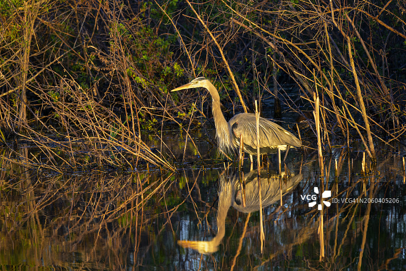 大蓝鹭(Ardea herodias)图片素材