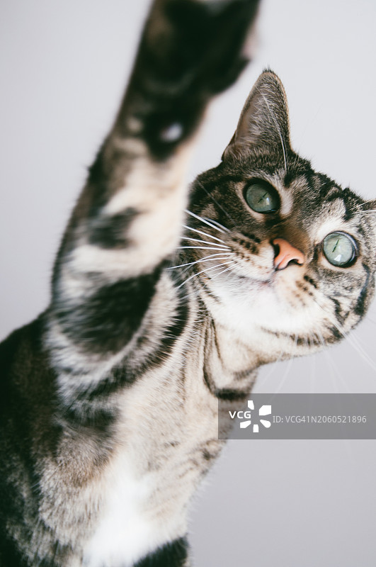 猫抬起爪子图片素材