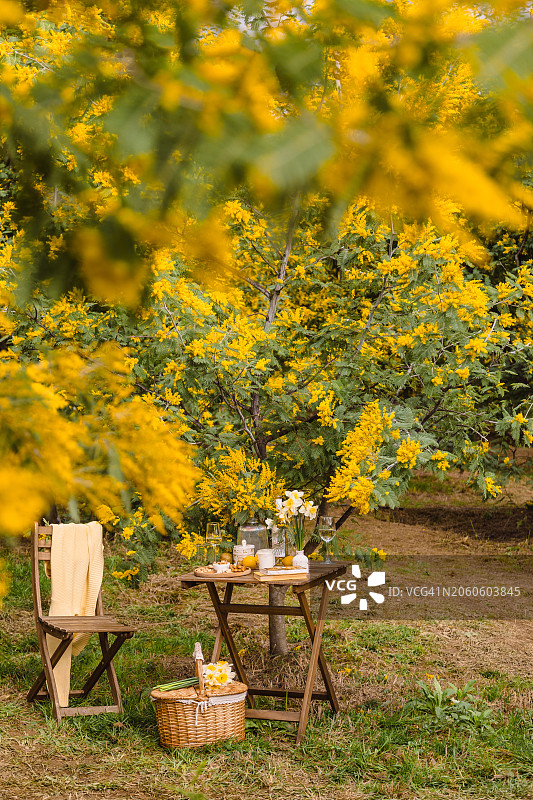 公园里盛开的黄色金合欢树下的野餐桌图片素材