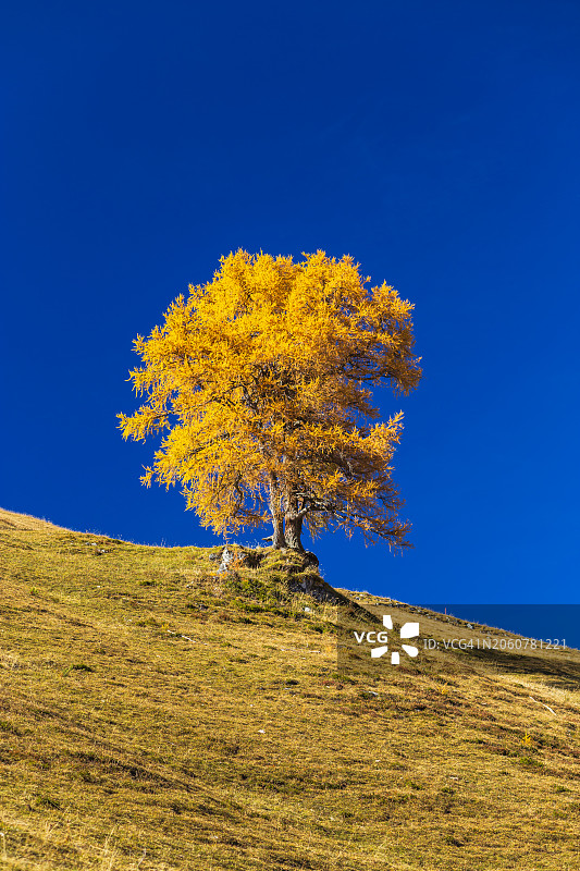 秋季落叶树和秋季景观图片素材