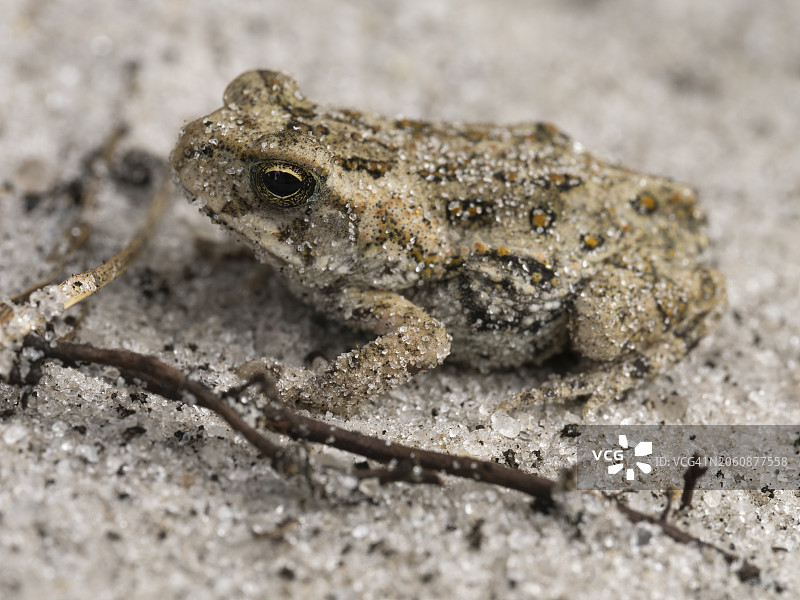 福勒蟾蜍图片素材