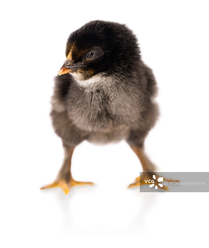 黑色小鸡图片素材