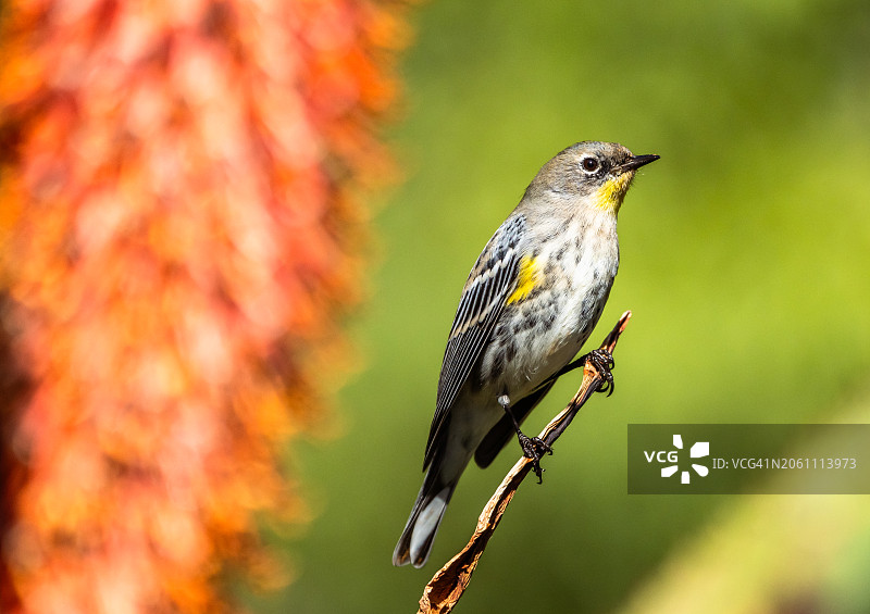 栖息在植物上的黄喉莺图片素材