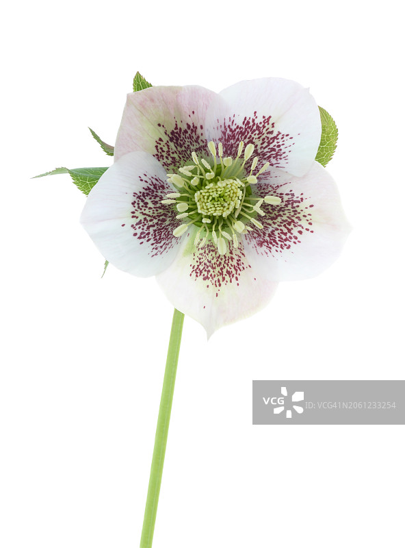 白色嚏根草花，花茎上有洋红色图案图片素材