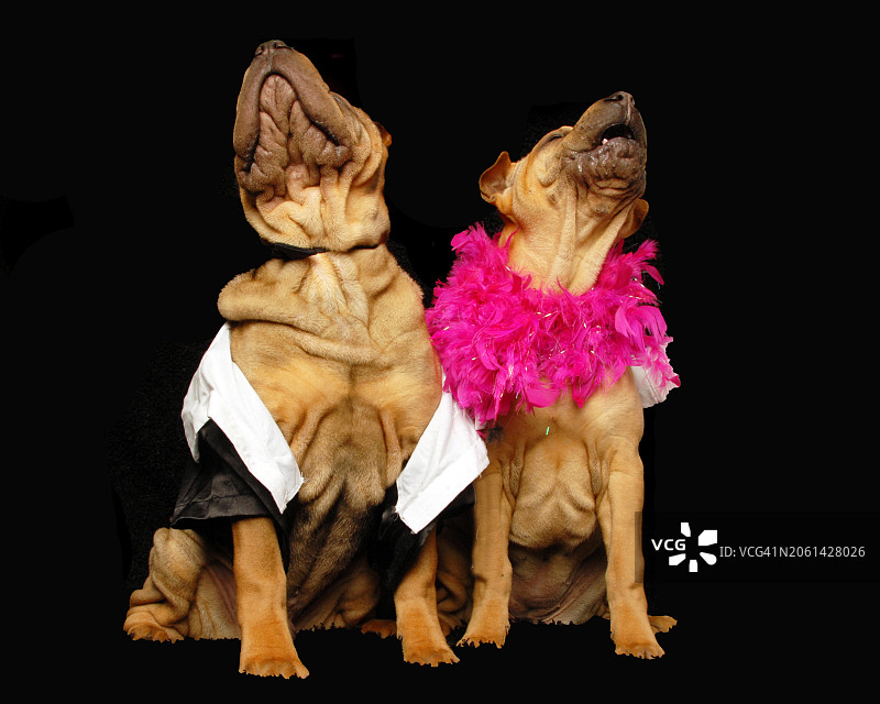 邦妮与克莱德沙皮幼犬图片素材