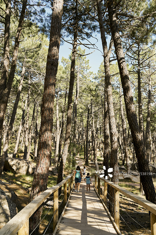 母女在宜人的夏日里徒步，穿过通往松树环绕森林的小路图片素材