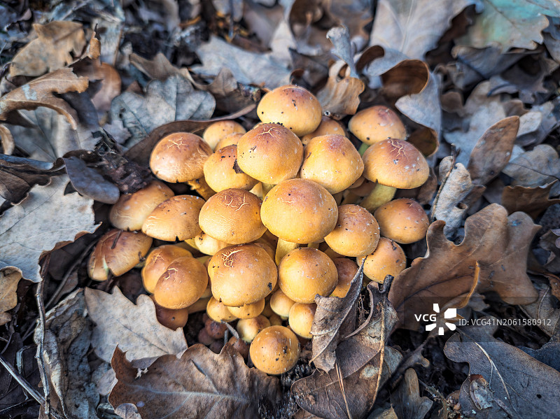 生长在秋季森林中的炭黑假伞图片素材
