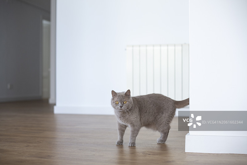 家里的灰色猫咪图片素材